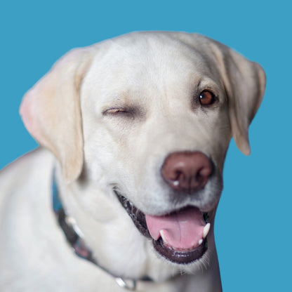 The PawSafe™ By Pawrey